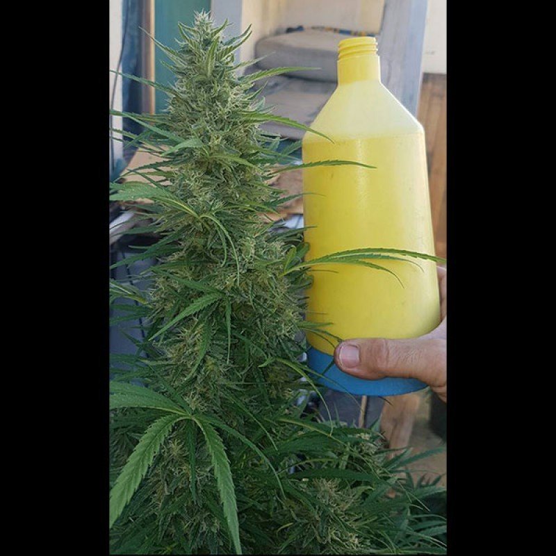 Sumo Seeds - Cali Gangsta Kush (fem.)