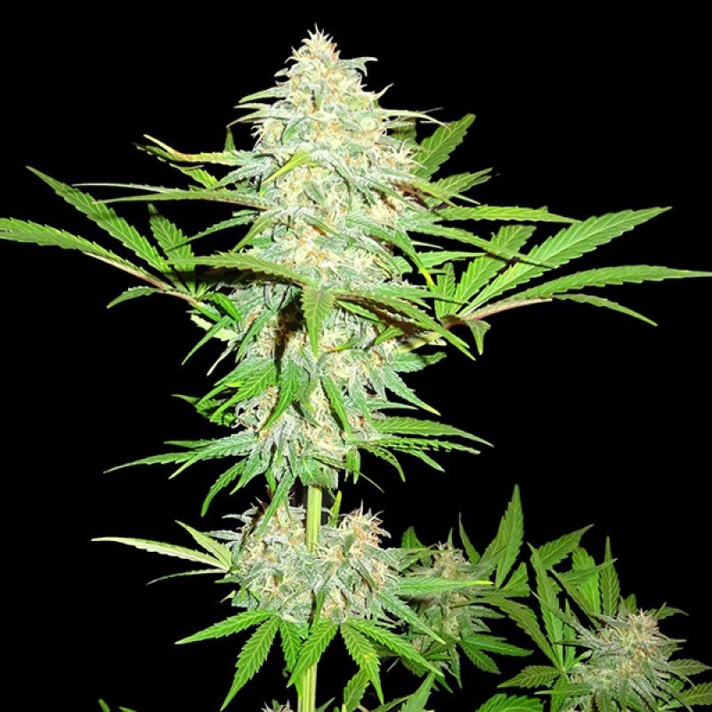 Sumo Seeds - Cali Gangsta Kush (fem.)