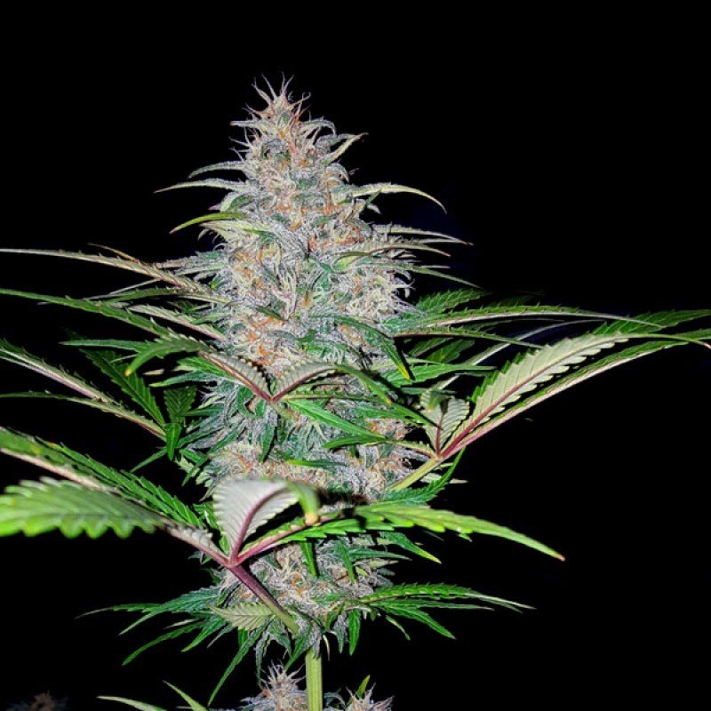 Sumo Seeds - Cali Gangsta Kush (fem.)
