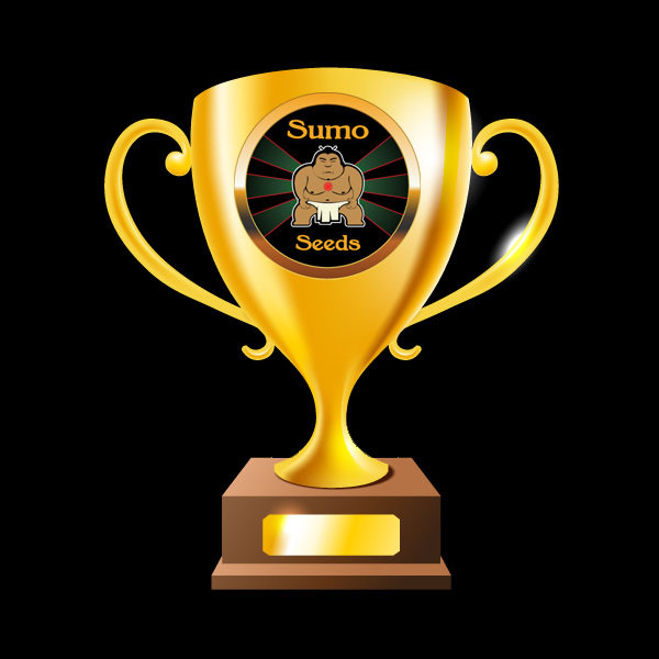 Sumo Seeds - Berries &amp; Cheese (fem.)