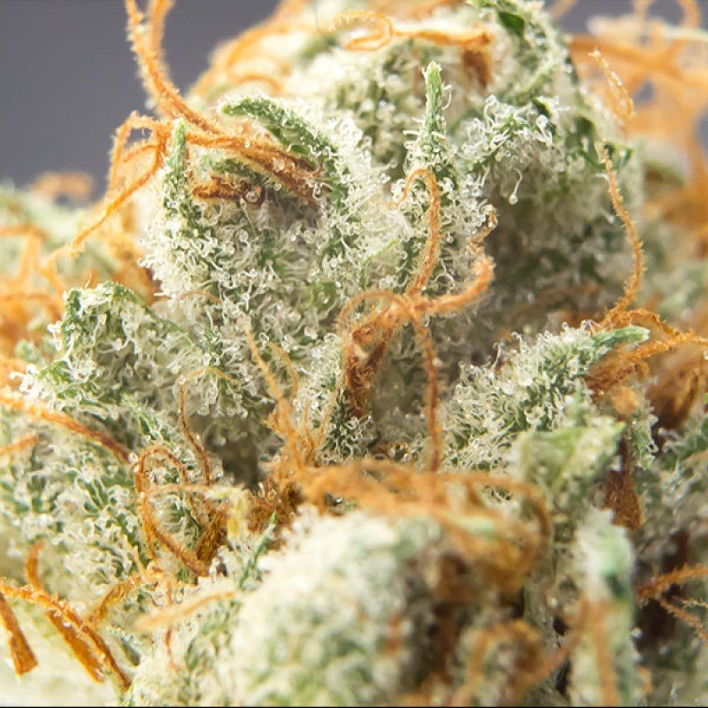 Sumo Seeds - CBD Cherry Kush (fem.)