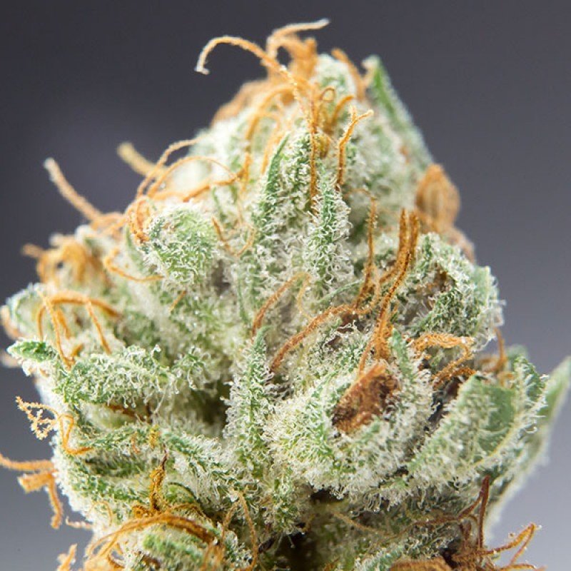 Sumo Seeds - CBD Cherry Kush (fem.)