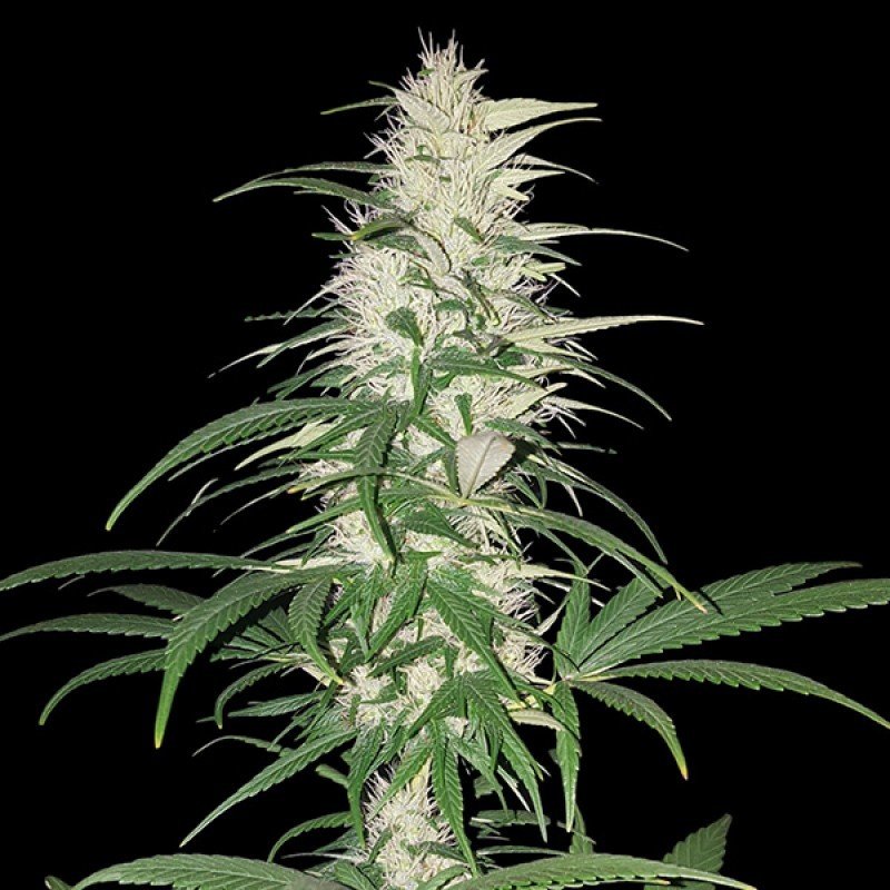 Sumo Seeds - CBD Cherry Kush (fem.)