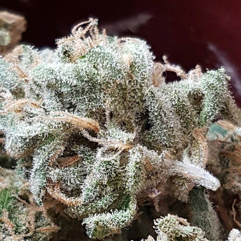 Sumo Seeds - CBD Kong's Kush (fem.)