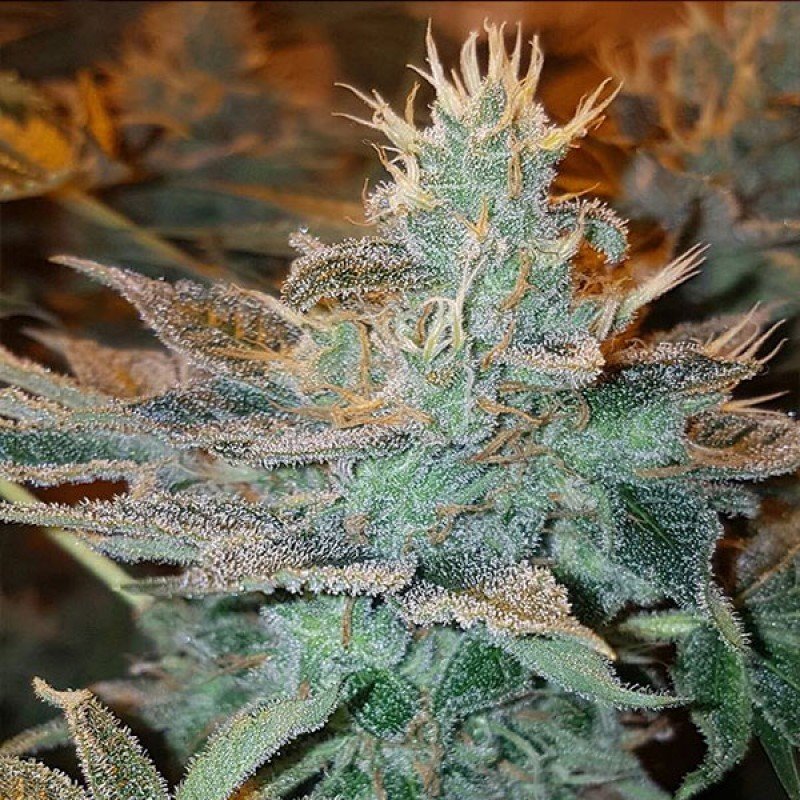 Sumo Seeds - CBD Kong's Kush (fem.)