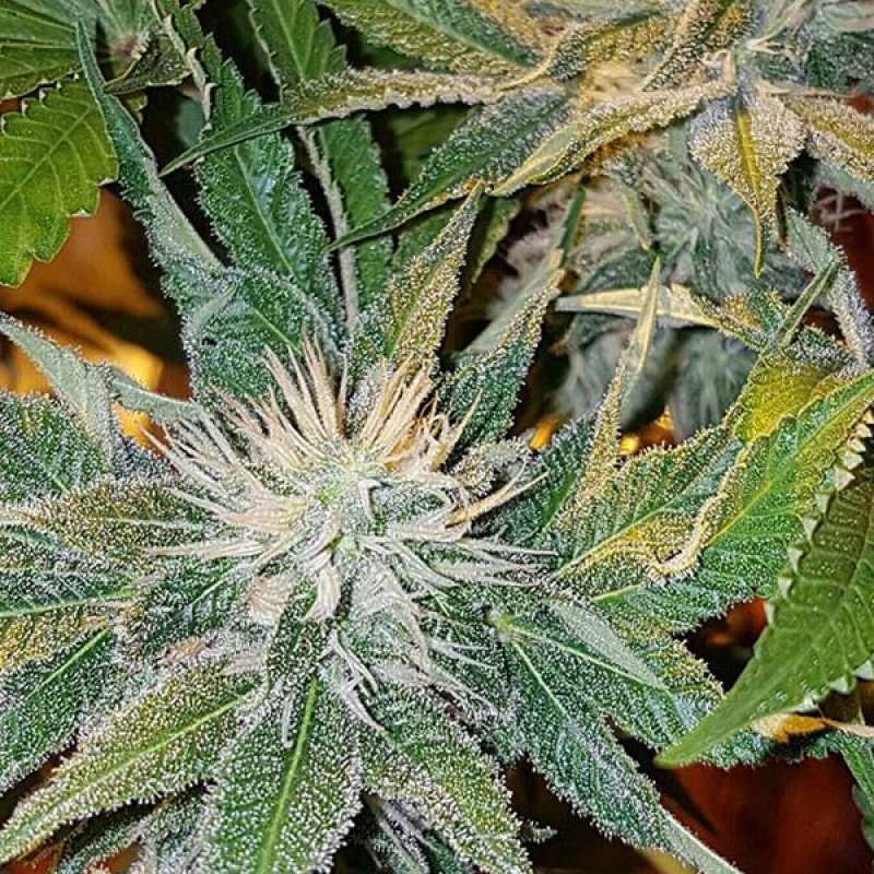 Sumo Seeds - CBD Kong's Kush (fem.)