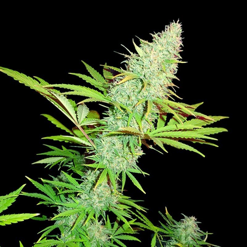 Sumo Seeds - CBD Kong's Kush (fem.)