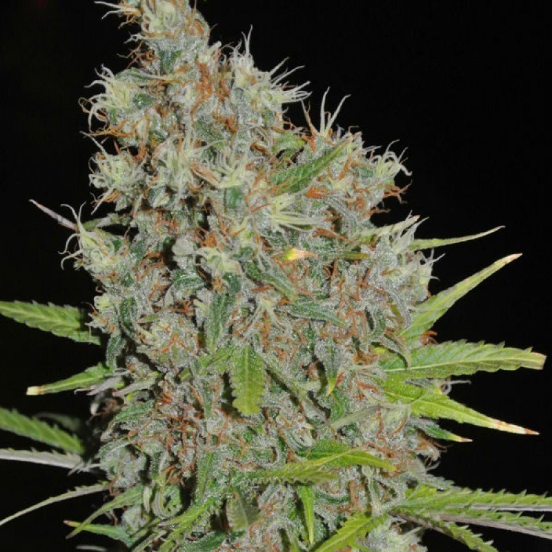 Sumo Seeds - CBD Kong's Kush (fem.)