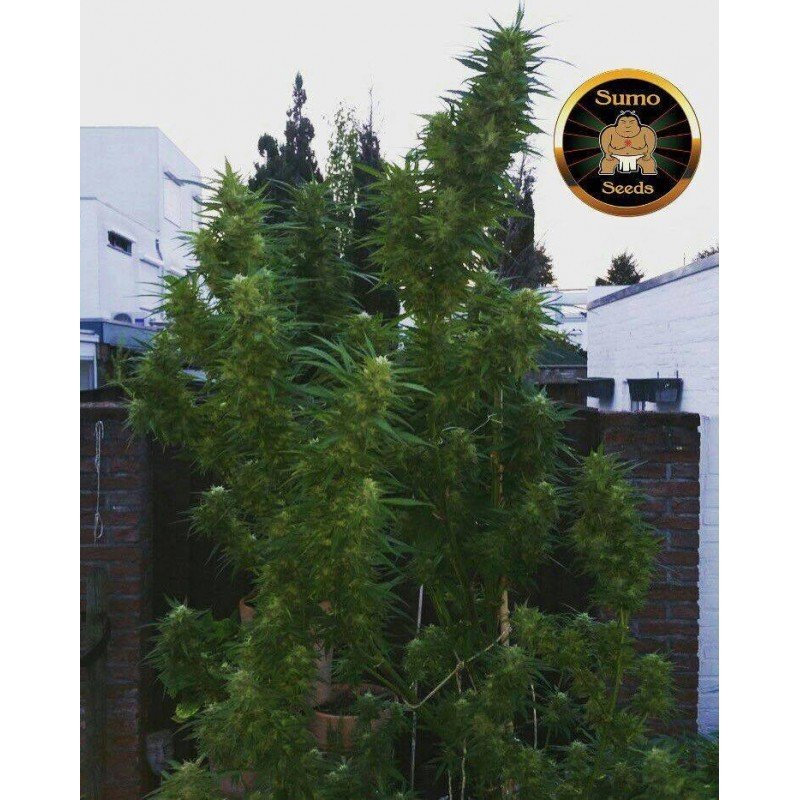 Sumo Seeds - Cold Thunder (fem.)