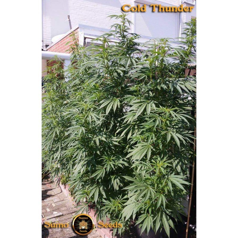 Sumo Seeds - Cold Thunder (fem.)