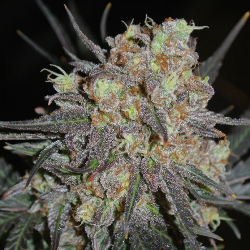 Sumo Seeds - Critical Chronic (fem.)