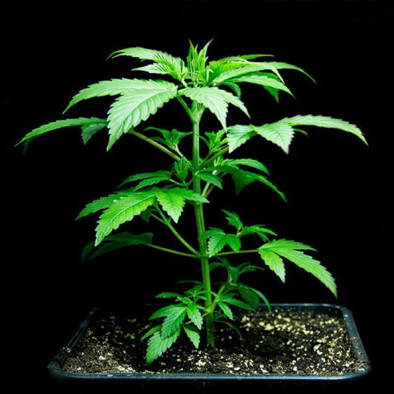 Sumo Seeds - Critical Chronic (fem.)