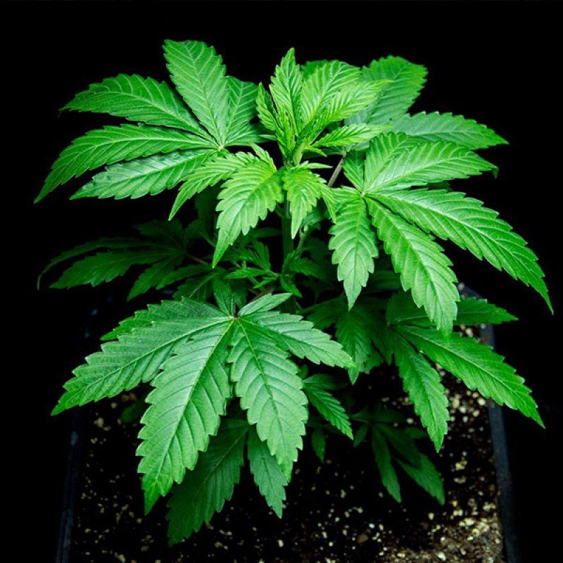Sumo Seeds - Critical Chronic (fem.)