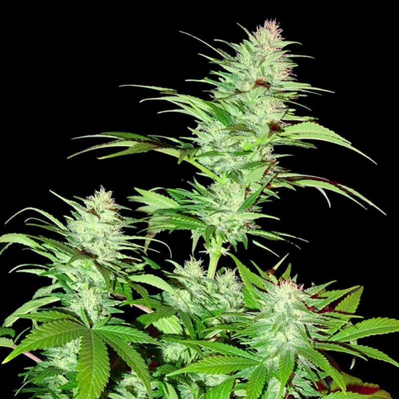 Sumo Seeds - Critical Chronic (fem.)