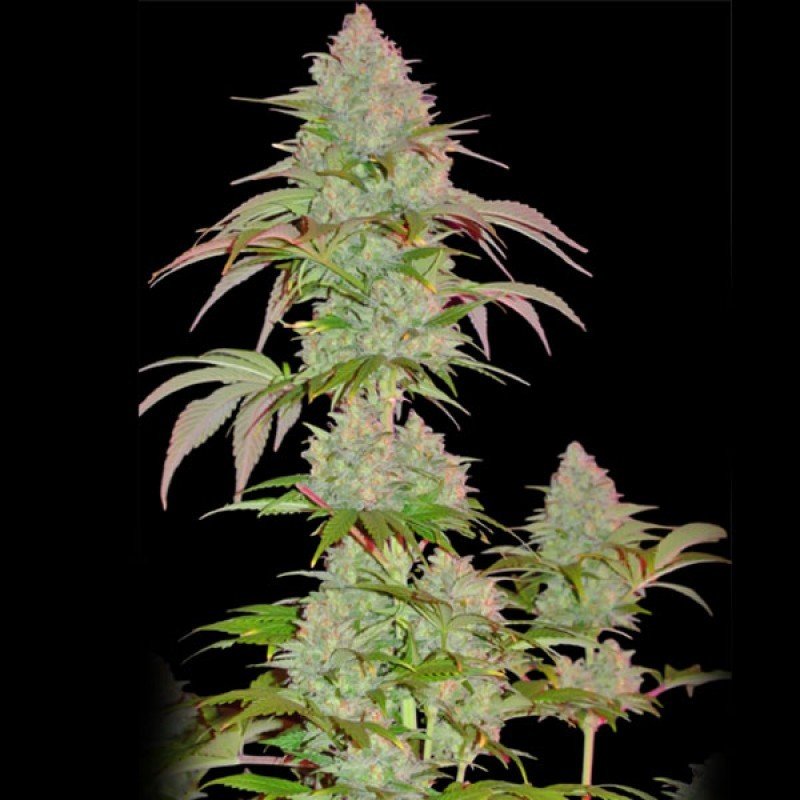 Sumo Seeds - Critical Chronic (fem.)