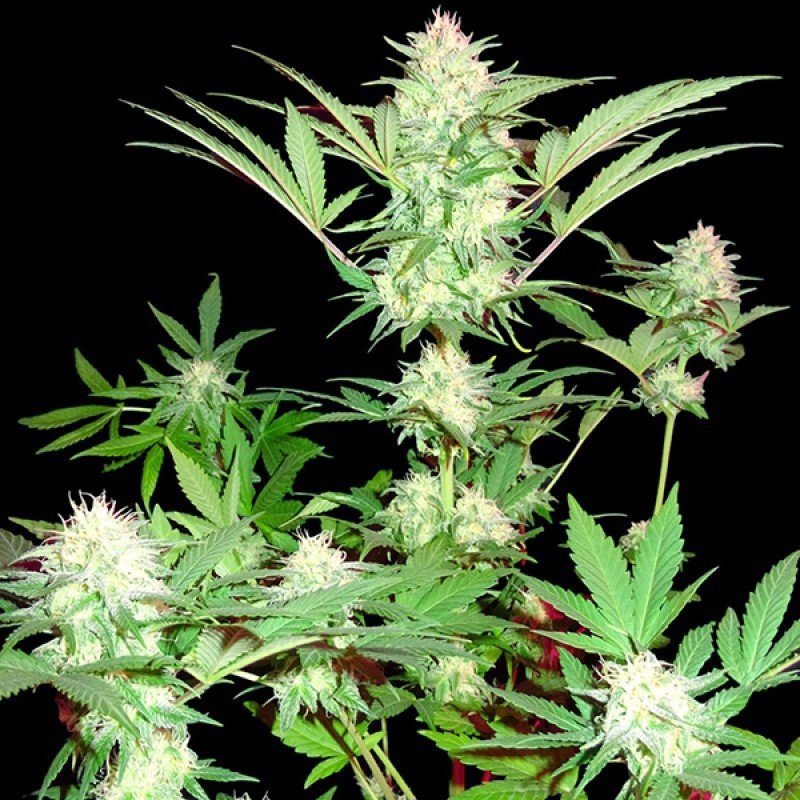 Sumo Seeds - Goji Haze (fem.)