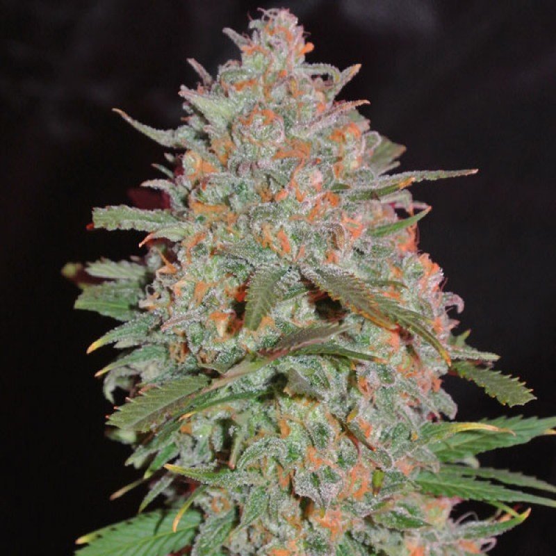 Sumo Seeds - Goji Haze (fem.)