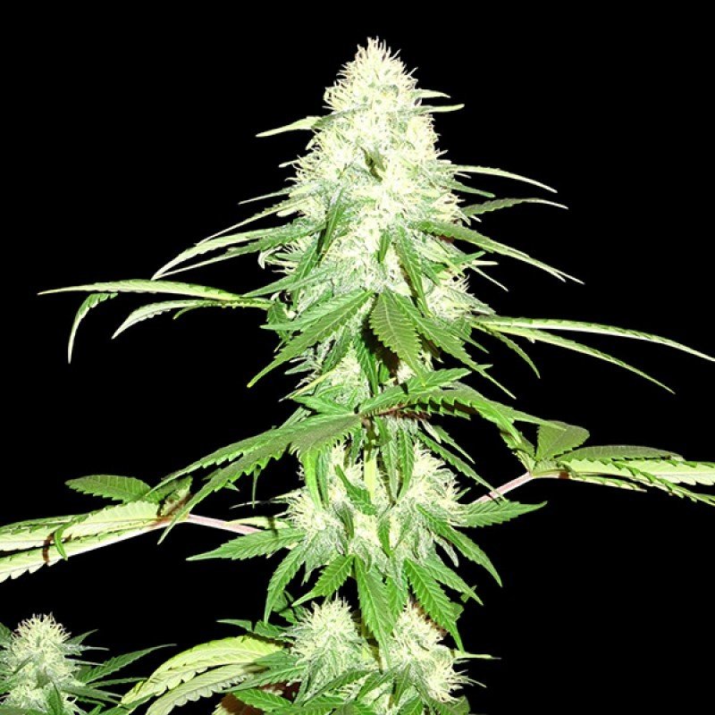 Sumo Seeds - Green Mango (fem.)
