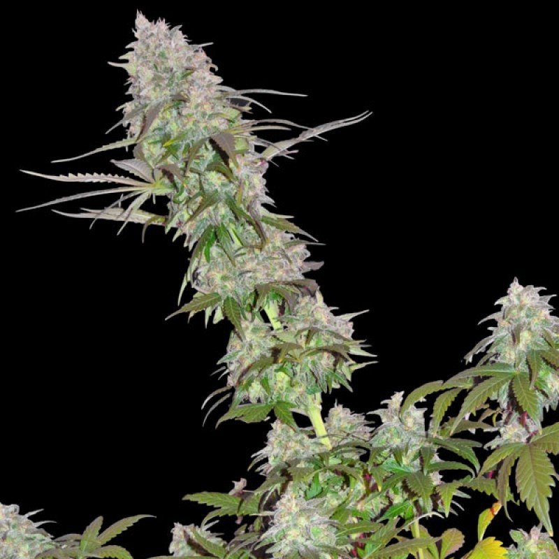 Sumo Seeds - Green Mango (fem.)