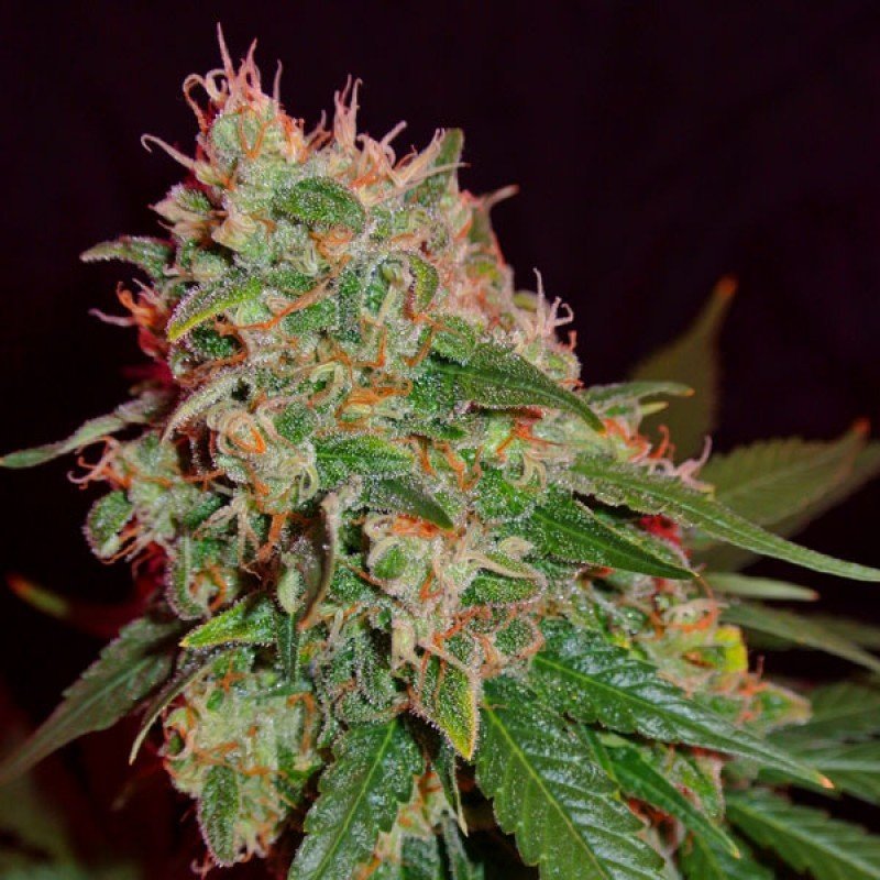 Sumo Seeds - Green Mango (fem.)