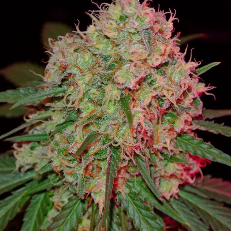 Sumo Seeds - Green Mango (fem.)