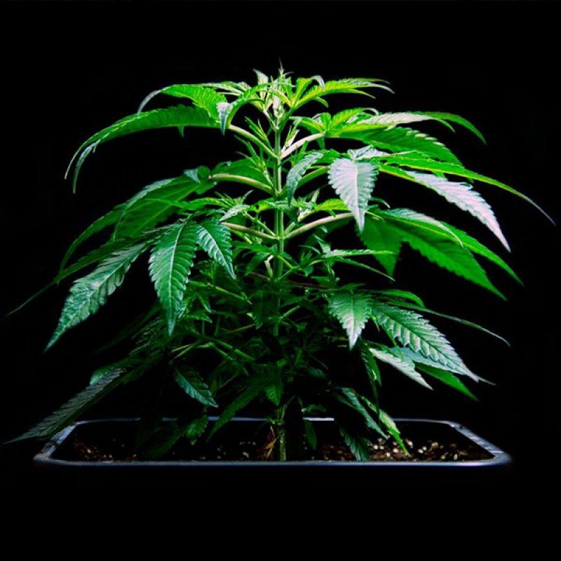 Sumo Seeds - Honey Rock (fem.)