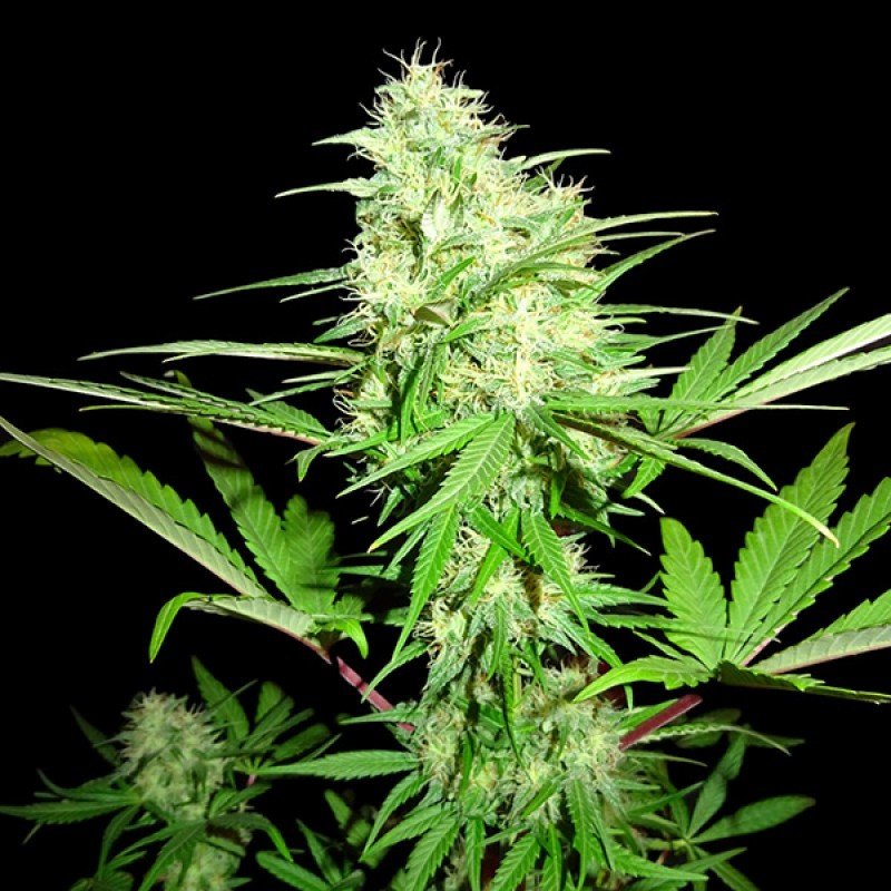 Sumo Seeds - Honey Rock (fem.)