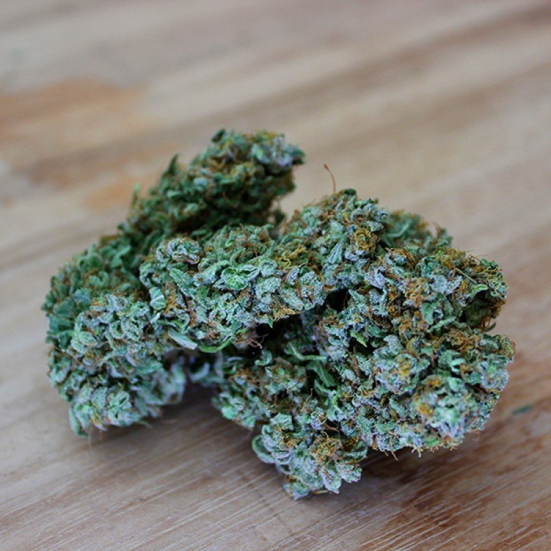 Sumo Seeds - Honey Rock (fem.)