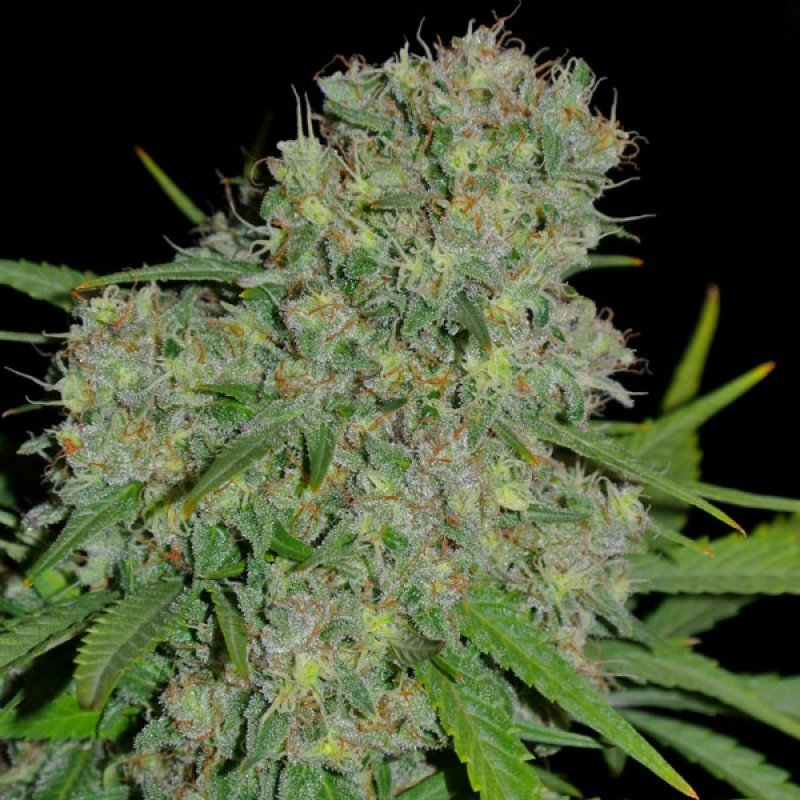 Sumo Seeds - Honey Rock (fem.)