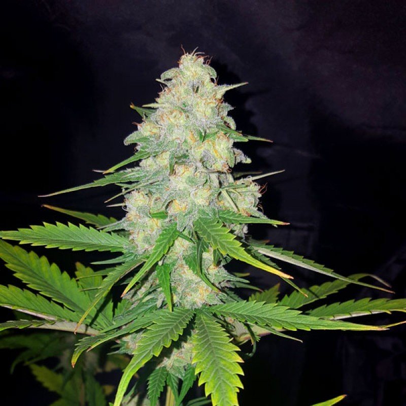 Sumo Seeds - Honey Rock (fem.)