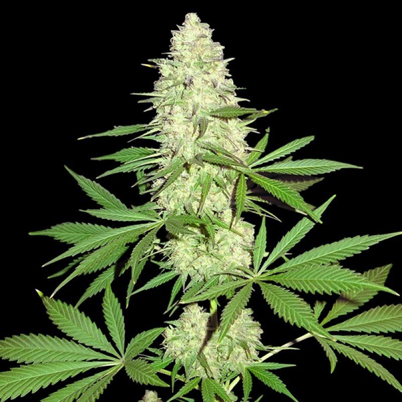 Sumo Seeds - Maya Gold (fem.)