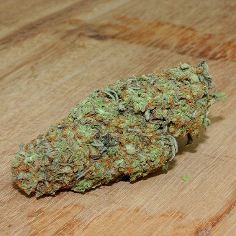 Sumo Seeds - Maya Gold (fem.)