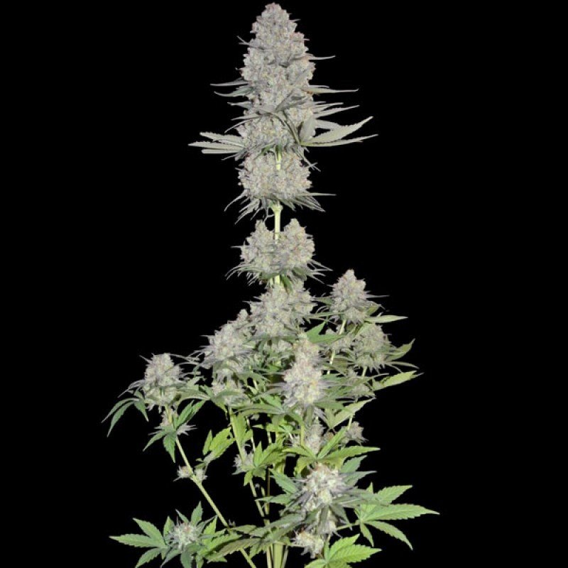 Sumo Seeds - Maya Gold (fem.)