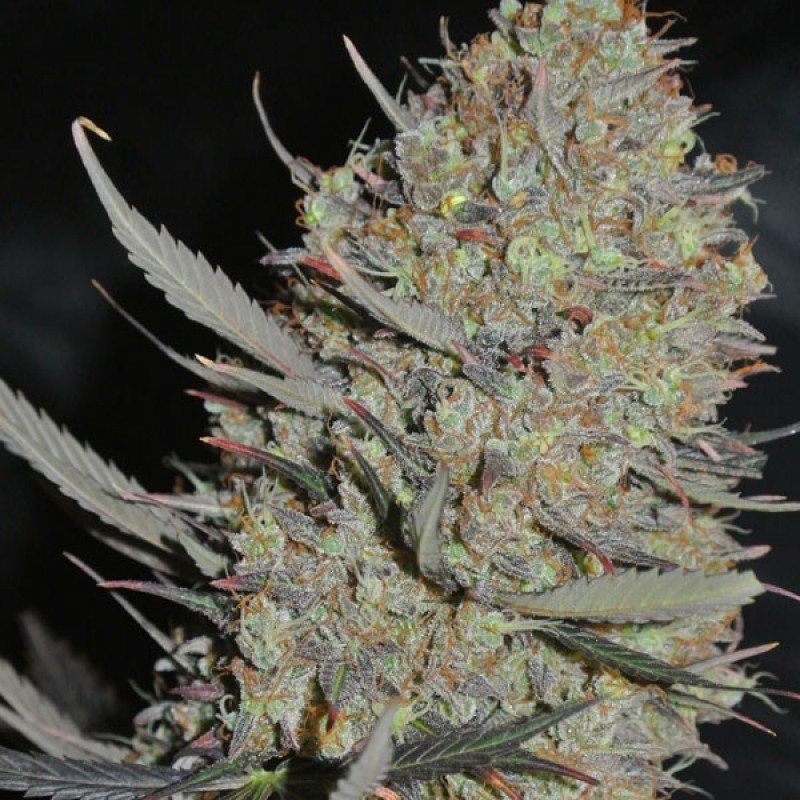 Sumo Seeds - Maya Gold (fem.)
