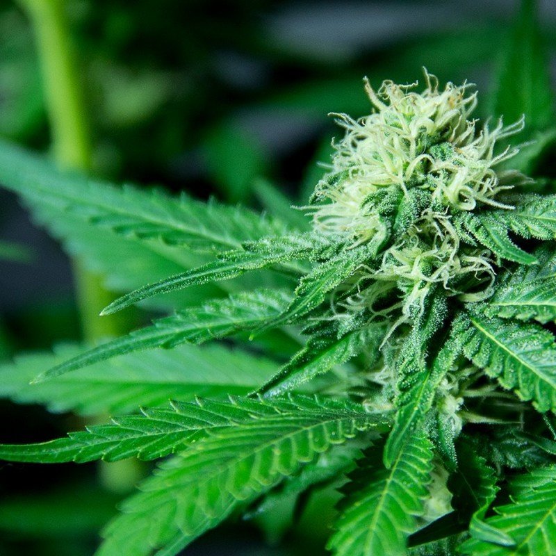 Sumo Seeds - Silver Buddha Haze (fem.)