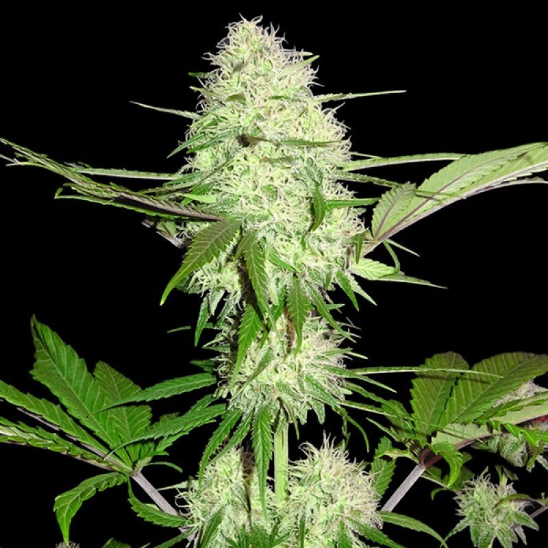 Sumo Seeds - Silver Buddha Haze (fem.)
