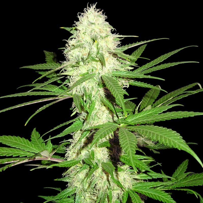 Sumo Seeds - Sumo's Big Bud (fem.)