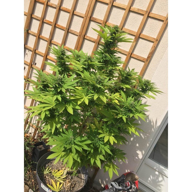 Sumo Seeds - Sumo's OG Kush (fem.)