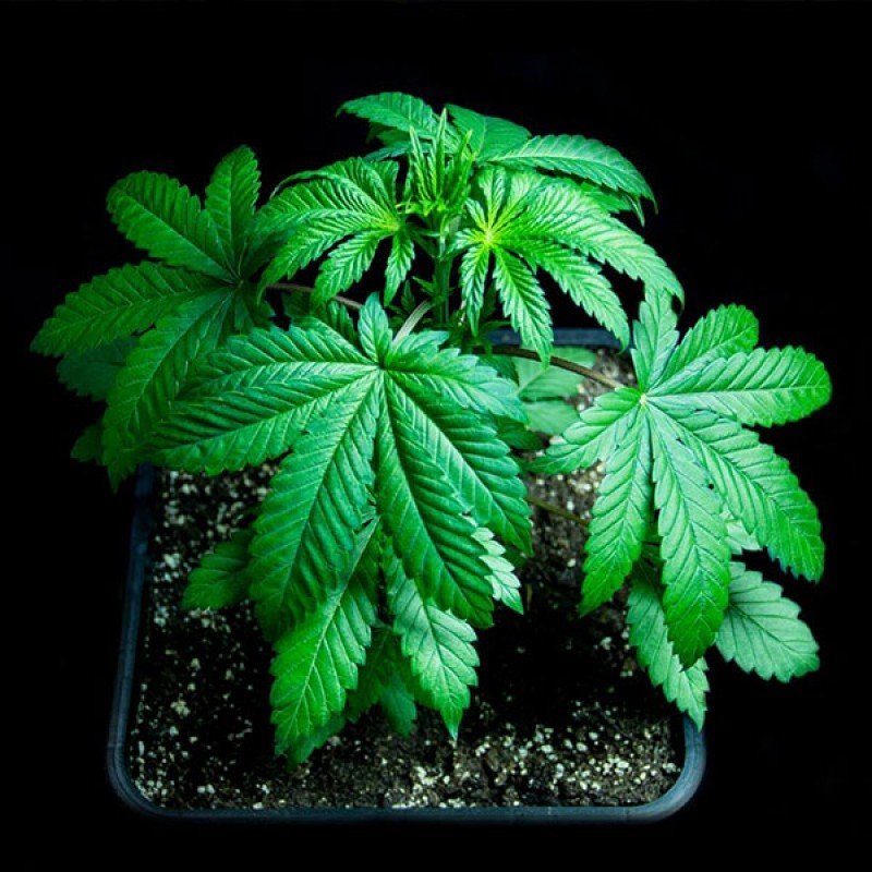 Sumo Seeds - Sumo's OG Kush (fem.)