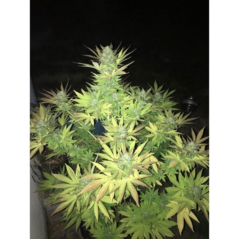 Sumo Seeds - Sumo's OG Kush (fem.)