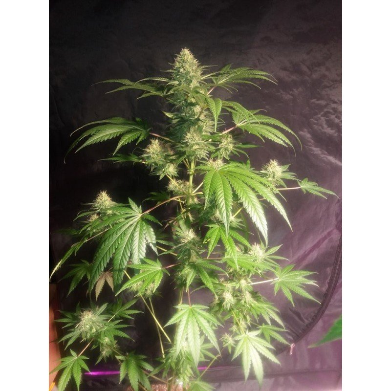Sumo Seeds - Sweet Harlem Diesel (fem.)