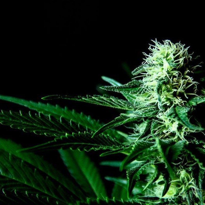 Sumo Seeds - Sweet Harlem Diesel (fem.)