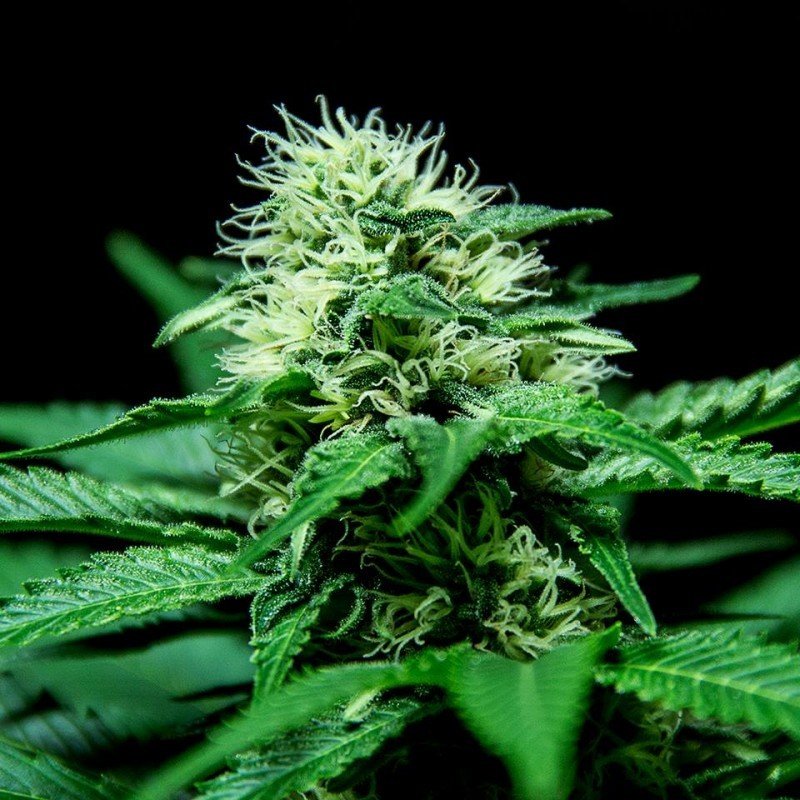 Sumo Seeds - Sweet Harlem Diesel (fem.)