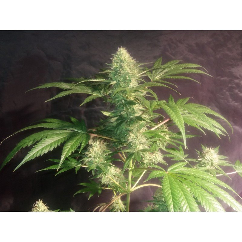 Sumo Seeds - Sweet Harlem Diesel (fem.)