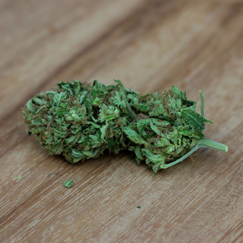 Sumo Seeds - Sweet Harlem Diesel (fem.)