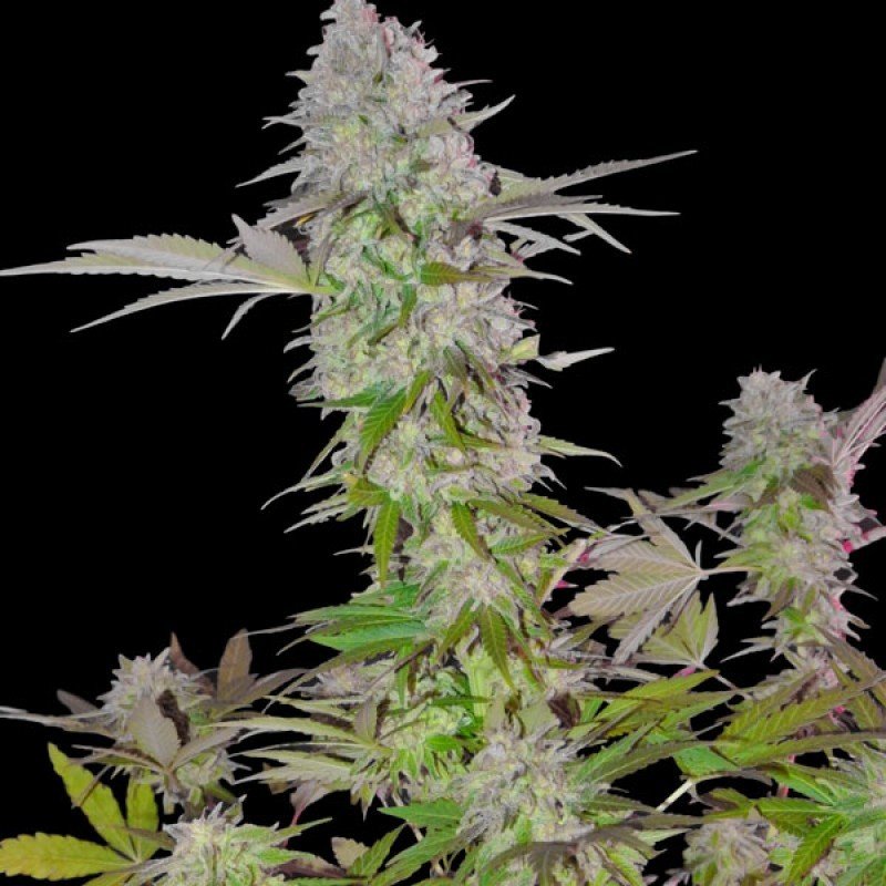 Sumo Seeds - Sweet Harlem Diesel (fem.)