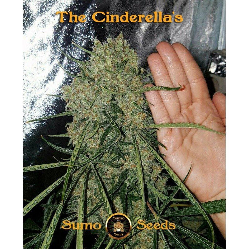 Sumo Seeds - The Cinderella's (fem.)