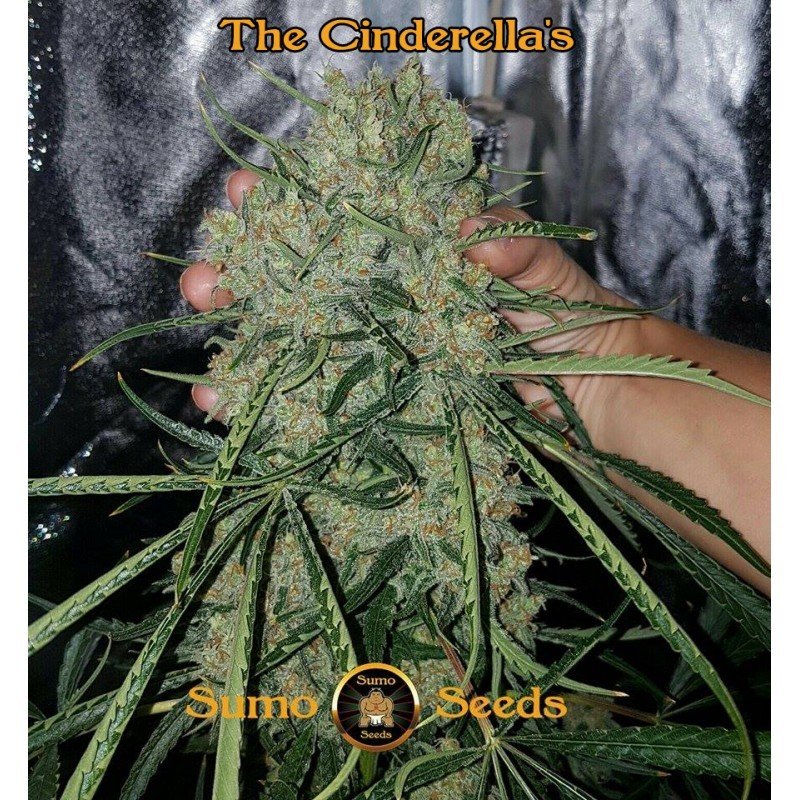 Sumo Seeds - The Cinderella's (fem.)