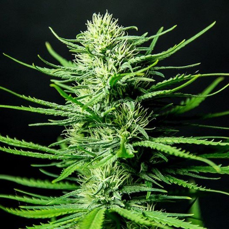 Sumo Seeds - The Cinderella's (fem.)