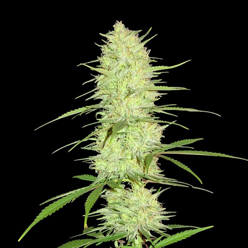 Sumo Seeds - The Cinderella's (fem.)